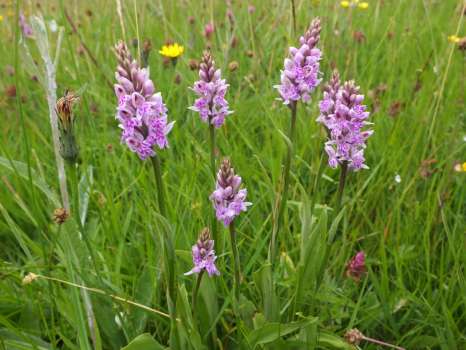 Common spotted orchid in the meadows